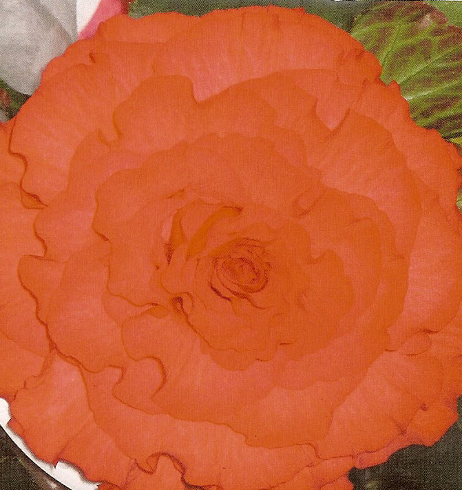 B. ‘Robert Tyler Murphy’